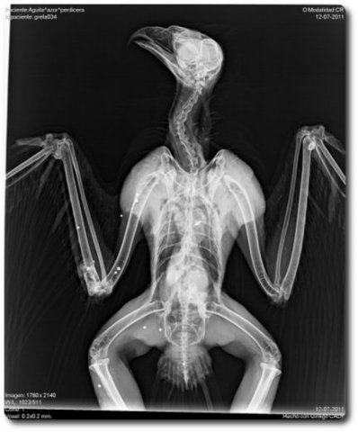 Radiografía de un águila disparada